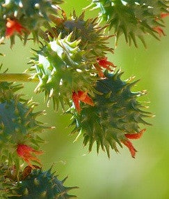 What Is Castor Oil Used For? Learn about the castor oil uses and benefits.