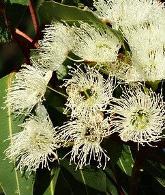 eucalyptus oil
