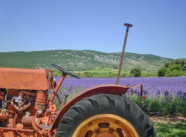 4 Amazing Benefits of Lavender Oil Everyone Should Know